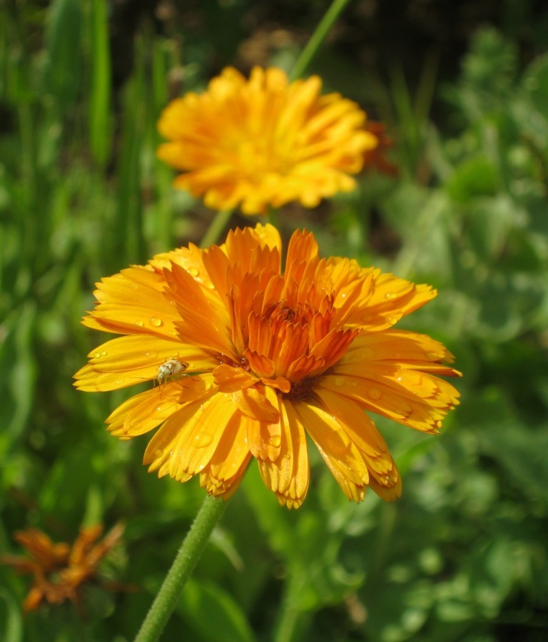 Calendula