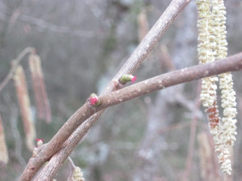 Fleurs de noisetier