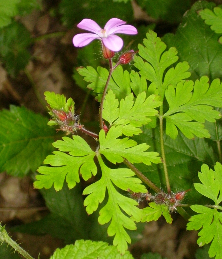 géranium robert