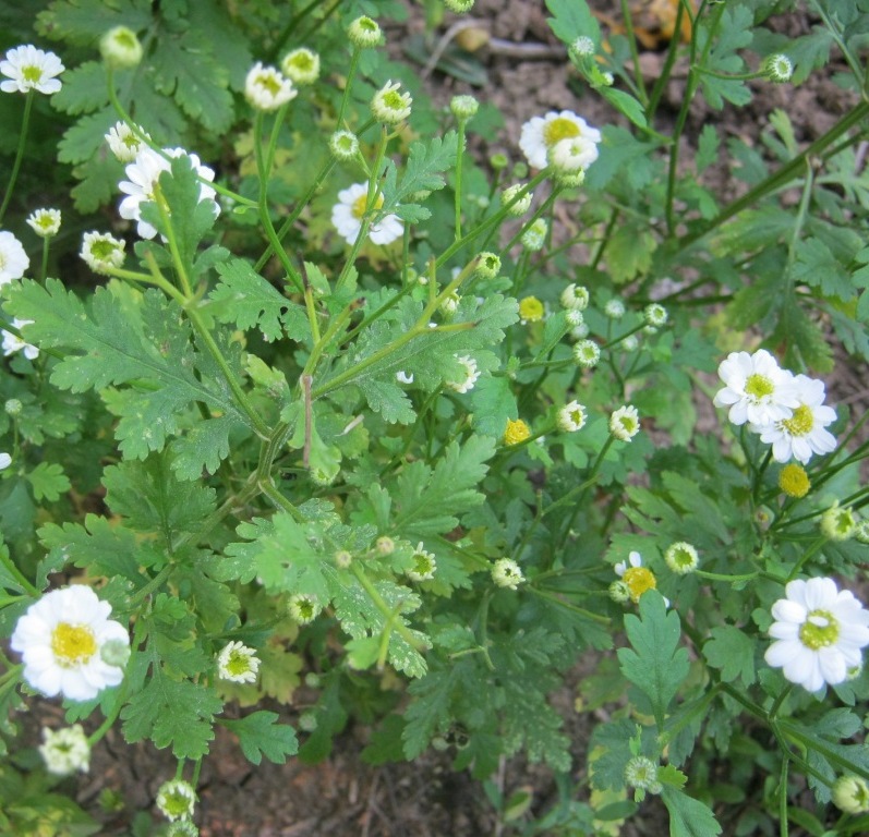 Tanacetum parthenium