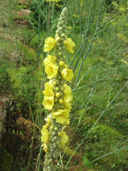 Bouillon blanc