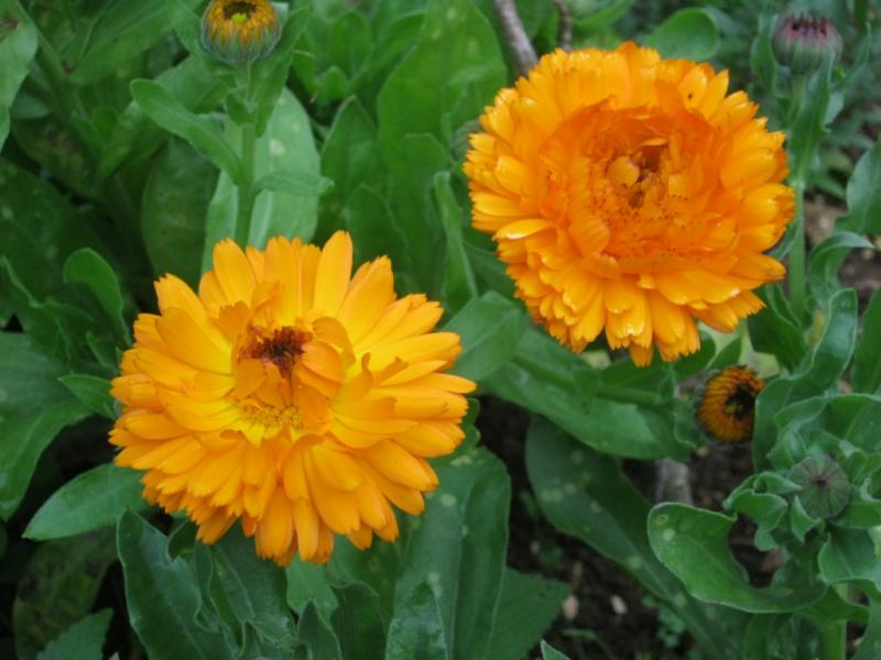 Calendula