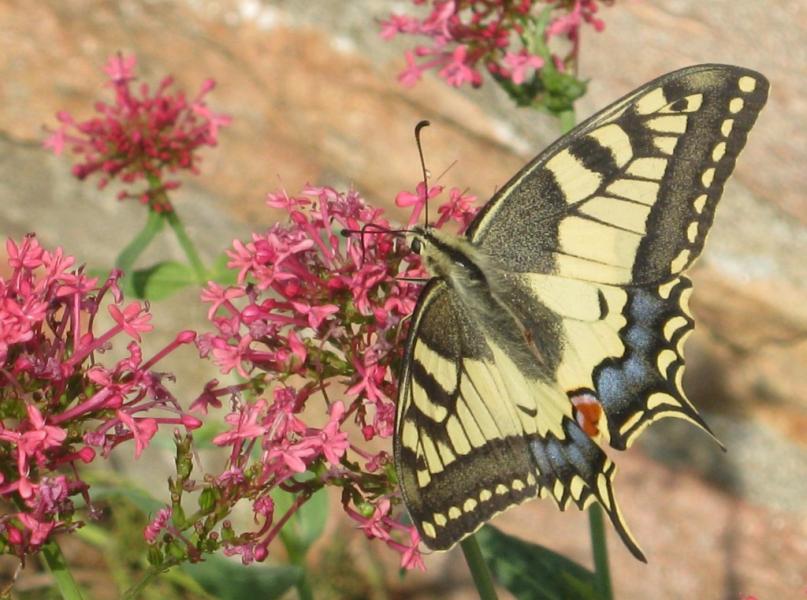 Copie de photos papillon 005