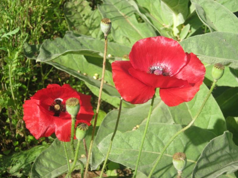 Coquelicots