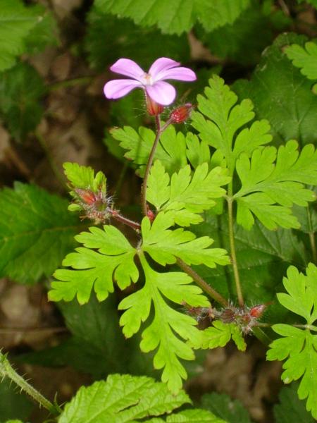 Geranium robert