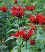 Monarde 2